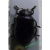 Linaeidea aenea (Linnaeus, 1758) Rynnica olchowa